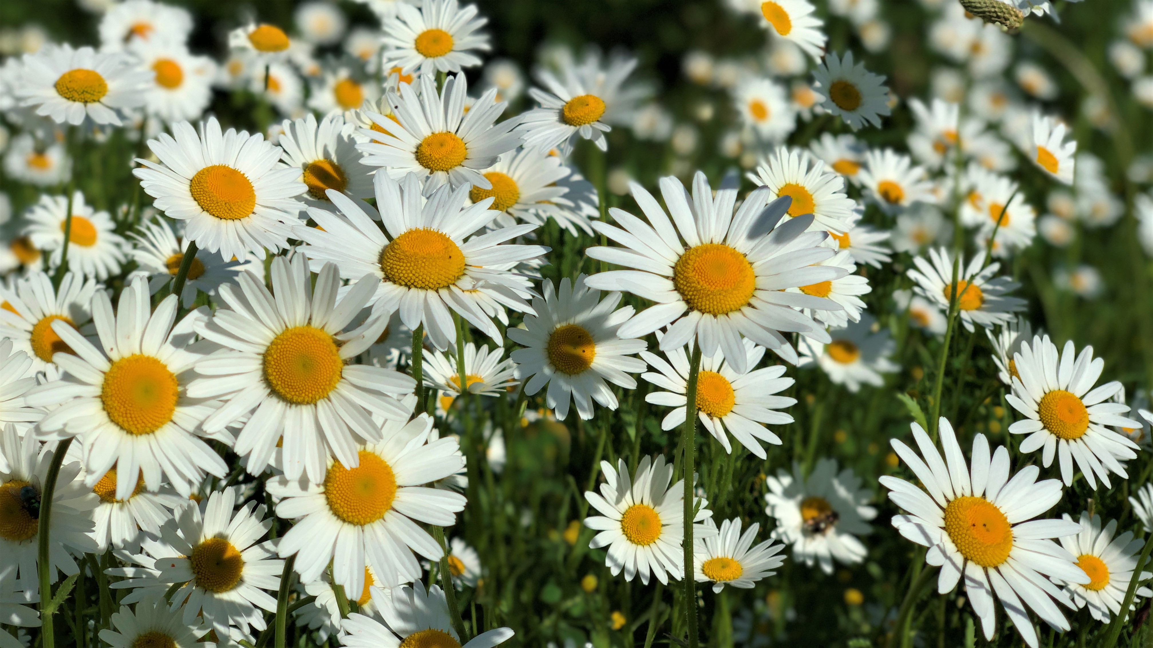 FLOWER 5